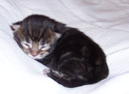 Fee Felicitas mit sieben Tagen/ being seven days old