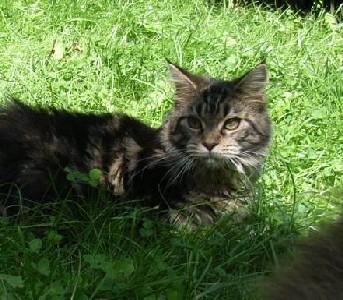 Fee Felicitas mit acht Monaten/ being eight months old