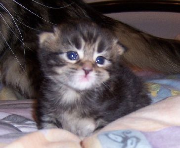 Fee Felicitas mit siebzehn Tagen/ being seventeen days old