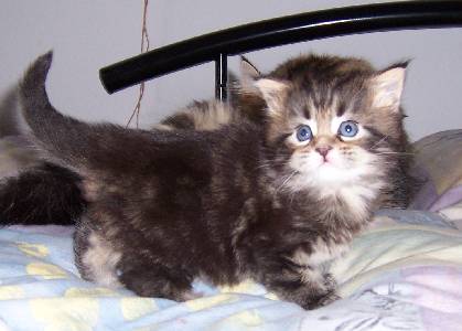 Fee Felicitas mit vier Wochen/ being four weeks old