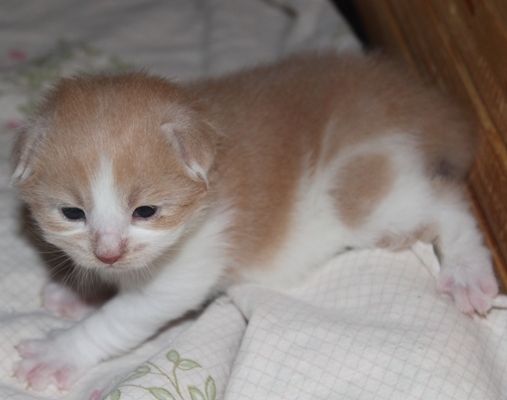 Forlan mit 4 Wochen / four weeks old