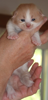 Forlan mit 4 Wochen / four weeks old