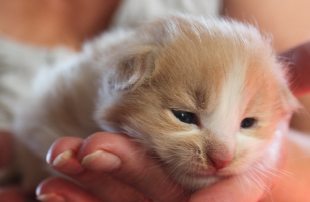 Forlan mit 4 Wochen / four weeks old