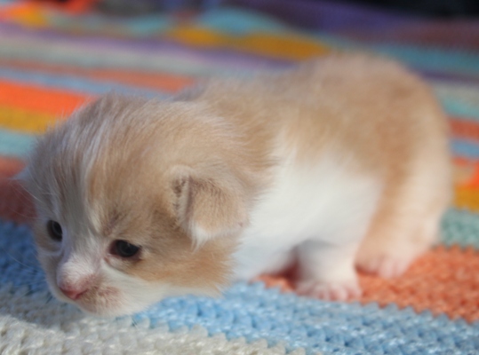 Forlan mit 4 Wochen / four weeks old