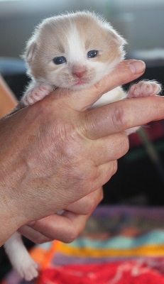 Forlan mit 4 Wochen / four weeks old