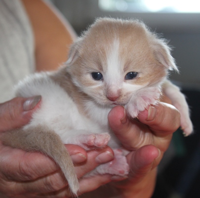 Forlan mit 4 Wochen / four weeks old