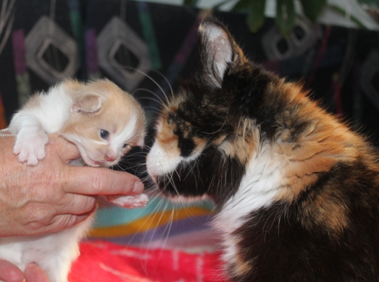 Forlan mit 4 Wochen / four weeks old