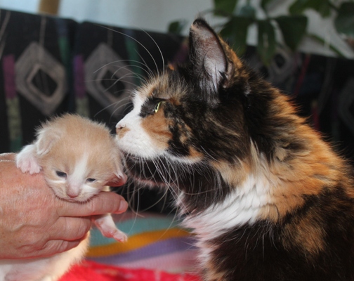 Forlan mit 4 Wochen / four weeks old