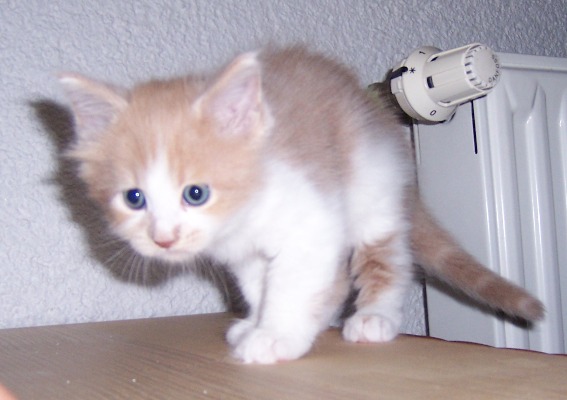 Forlan mit 6 Wochen / six weeks old