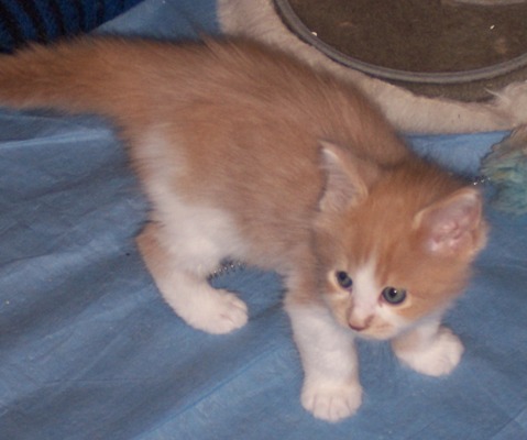 Forlan mit 6 Wochen / six weeks old