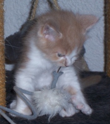 Forlan mit 6 Wochen / six weeks old