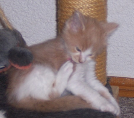 Forlan mit 6 Wochen / six weeks old