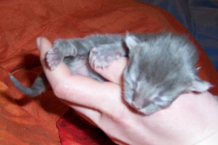 Griseldis mit fünf Tagen / five days old