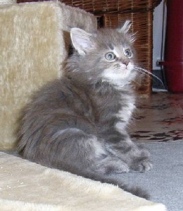 Griseldis mit acht Wochen / eight weeks old