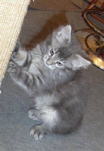 Griseldis mit zehn Wochen / ten weeks old