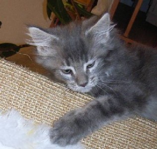 Griseldis mit zehn Wochen / ten weeks old