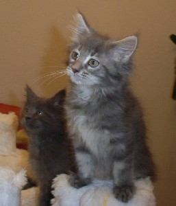 Griseldis mit zehn Wochen / ten weeks old