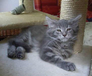 Griseldis mit elf Wochen / eleven weeks old