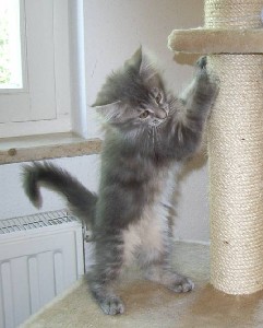 Griseldis mit zwölf Wochen / twelve weeks old