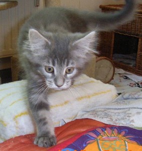 Griseldis mit zwölf Wochen / twelve weeks old