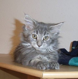 Griseldis mit dreizehn Wochen / thirteen weeks old