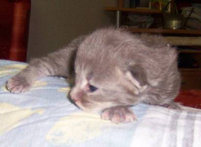 Griseldis mit elf Tagen / eleven days old