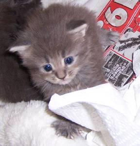 Griseldis mit vier Wochen / four weeks old