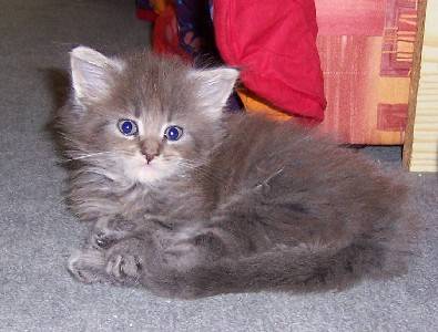 Griseldis mit sechs Wochen / six weeks old