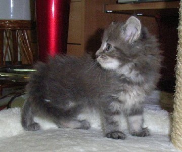 Griseldis mit sieben Wochen / seven weeks old