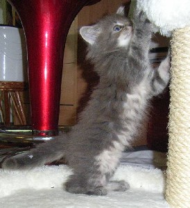 Griseldis mit sieben Wochen / seven weeks old