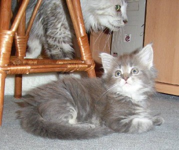 Griseldis mit acht Wochen / eight weeks old