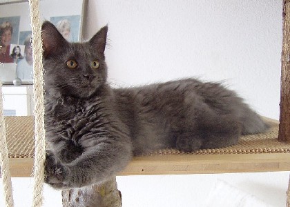 Gloria mit vier Monaten / four months old