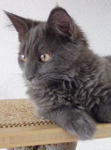 Gloria mit vier Monaten / four months old