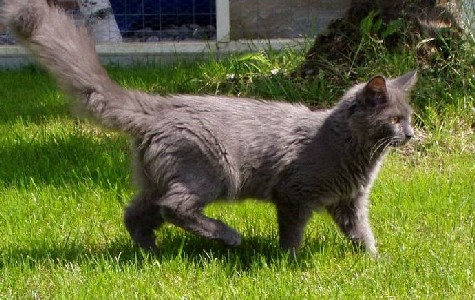 Gloria mit vier Monaten / four months old