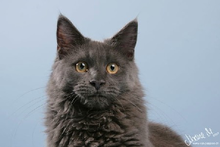 Gloria mit sechs Monaten / six months old