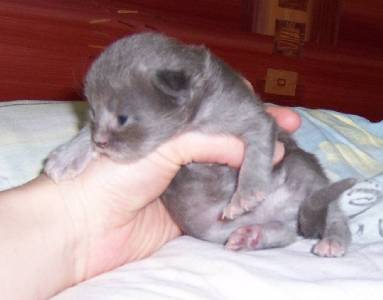 Gloria mit elf Tagen / eleven days old