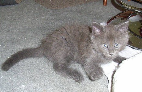 Gloria mit sieben Wochen / seven weeks old