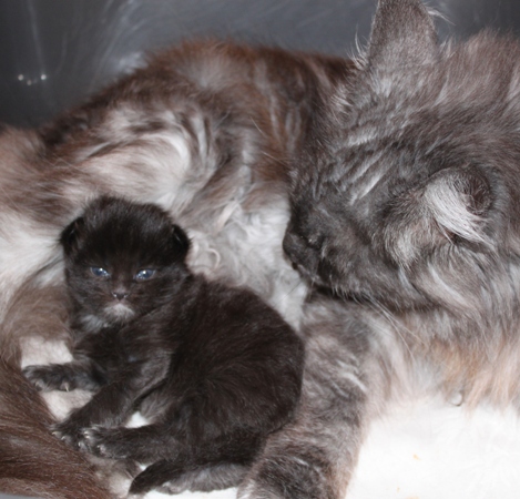 unser GG-Wurf/ our GG-litter