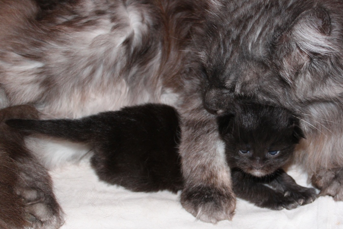 unser GG-Wurf/ our GG-litter