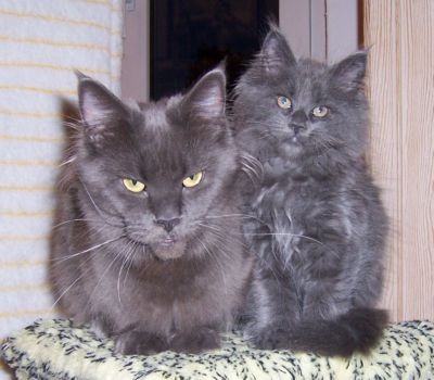 Grace und Nisha mit elf Wochen / eleven weeks old