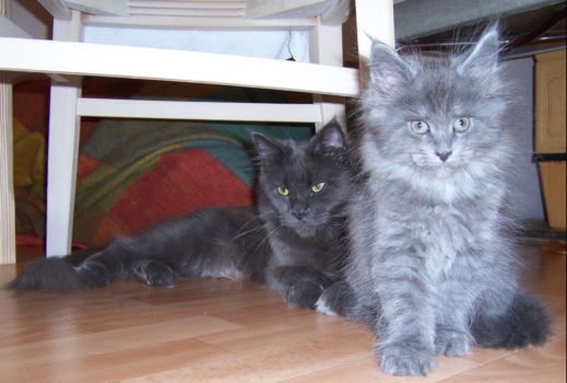 Grace und Nox mit neun Wochen / nine weeks old