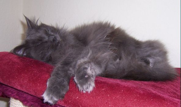 Grace mit einem Jahr und sieben Monaten /Grace being one year and seven months old