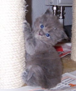 Grace mit vier Wochen /Grace being four weeks old