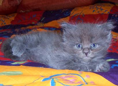 Grace mit sechs Wochen /Grace being six weeks old