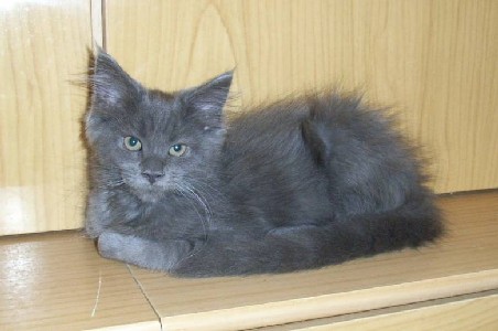 Grace mit dreizehn Wochen /Grace being dreizehn weeks old