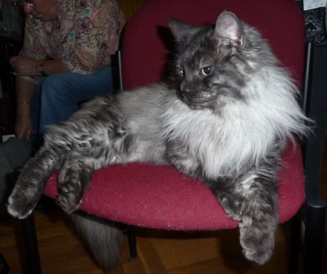 Rasputin in Großstolpen