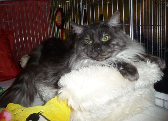 Rasputin in Großstolpen