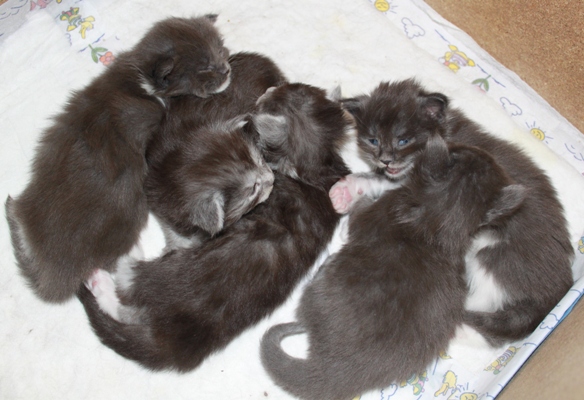 mit 3  Wochen / 3 weeks old