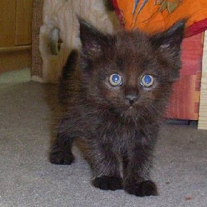 Gusti mit sieben Wochen /Gusti being seven weeks old