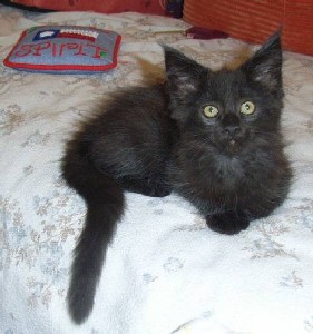 Gusti mit zehn Wochen /Gusti being ten weeks old